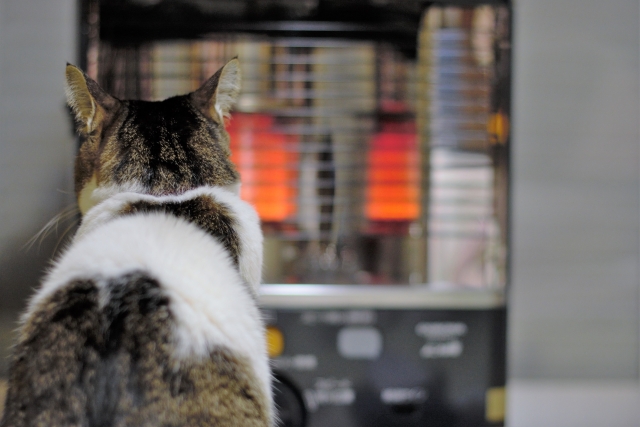 ストーブで暖を取る猫