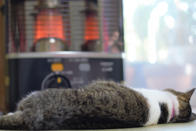 ストーブで温まる猫