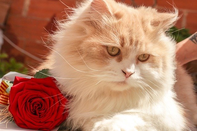赤いバラと長毛猫