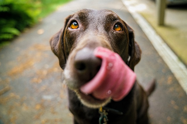 舌なめずりする犬