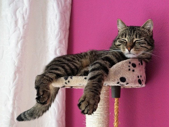 キャットタワーの上で寝ているキジトラ猫