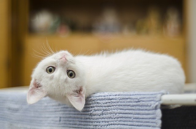 白猫の仔猫