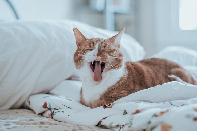 あくびをする茶白猫