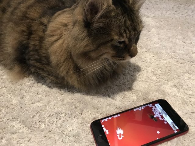 猫じゃらしアプリで遊ぶ猫１