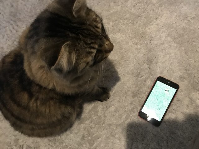猫じゃらしアプリで遊ぶ猫１０