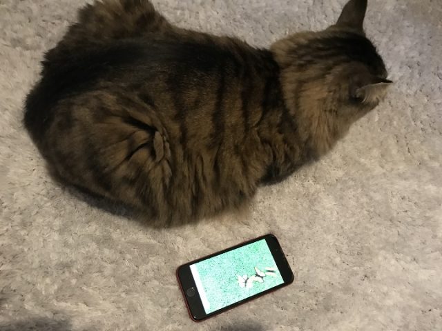 猫じゃらしアプリで遊ぶ猫９