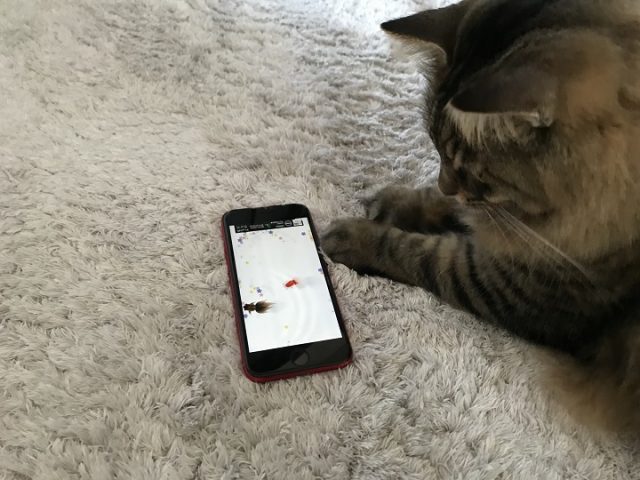 猫じゃらしアプリで遊ぶ猫８