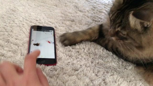 猫じゃらしアプリで遊ぶ猫４
