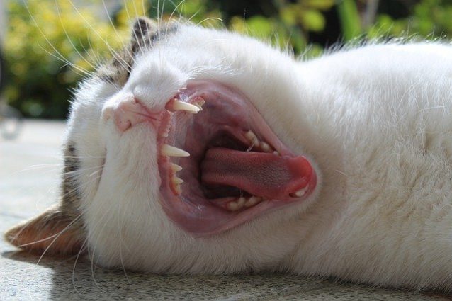 あくびをしている猫