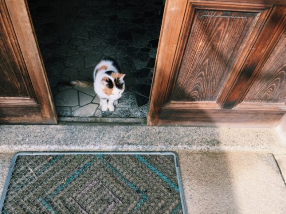 玄関ドアの前にいる三毛猫