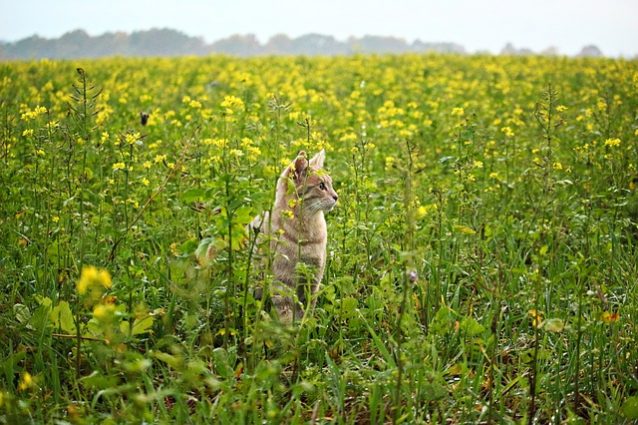 草原に佇む猫