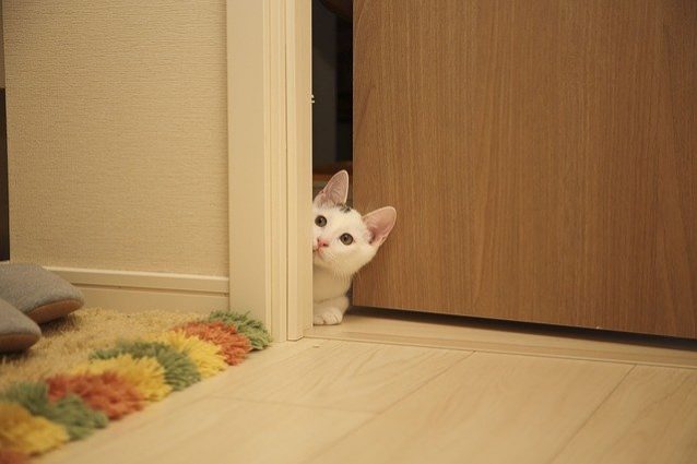 ドアから顔をのぞかせている仔猫