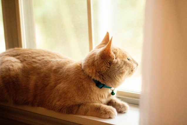 室内の窓から外を見る猫