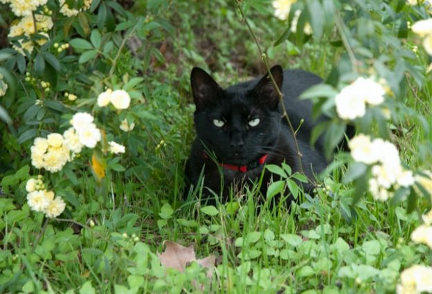 草むらの中の黒猫