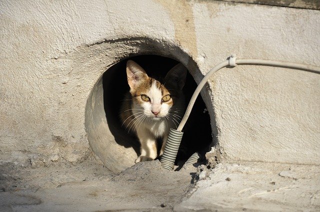 土管に隠れる脱走猫