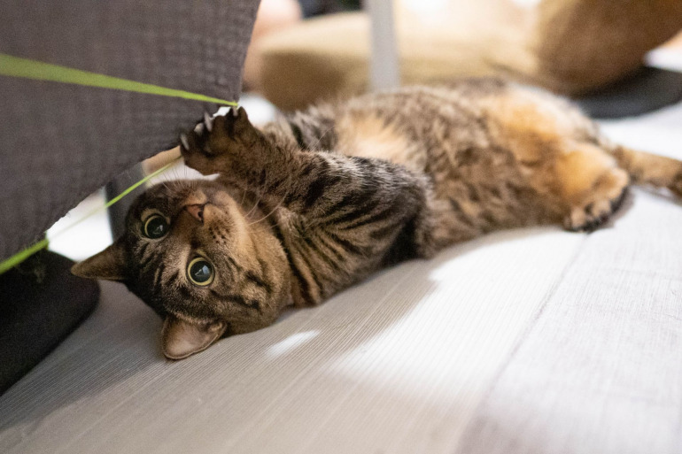 猫を遊ばせるなら よりいいのは食前 それとも食後 Dime アットダイム