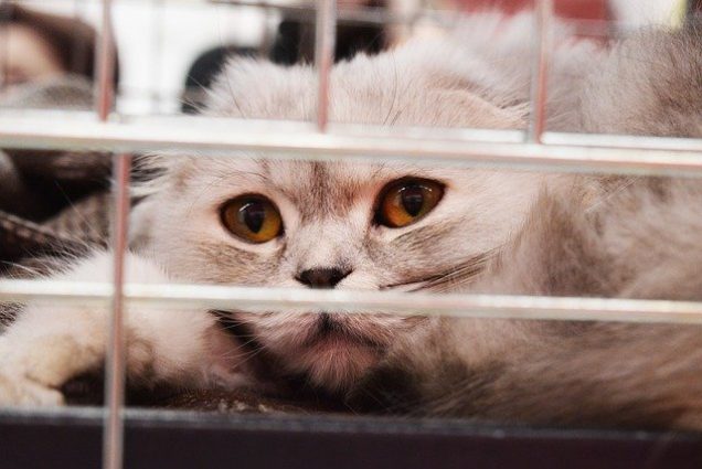 檻の中からこちらを見てる長毛猫