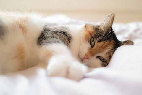 ベッドで寝ている三毛猫
