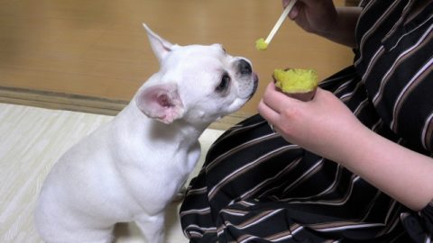 サツマイモを食べる犬