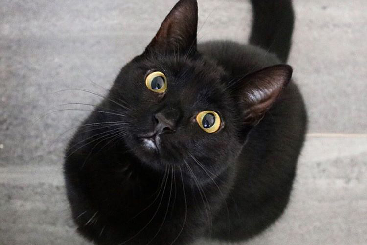 黒猫のホントの魅力がここに 人気インスタ黒猫オーナーに聞いた 黒猫あるある Dime アットダイム