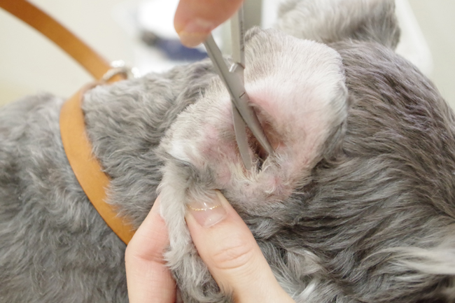 ペット用 鉗子 毛抜き ピンセット 犬 猫 耳掃除 シザー 除去 トリマー