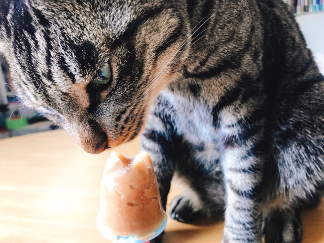 夏はこれでしょ！猫ちゃん用の手作りアイスクリームキット｜@DIME