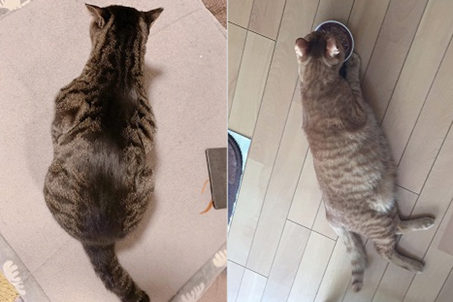 猫が理想体重かどうかは 腰のくびれ で判断する Dime アットダイム