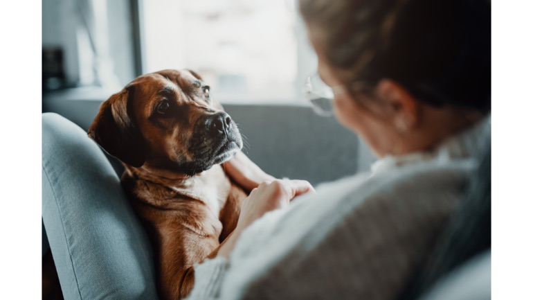 ペット用品メーカーのgiving Pawsが始めた保護犬や保護猫をサポートする画期的な取り組みとは Dime アットダイム