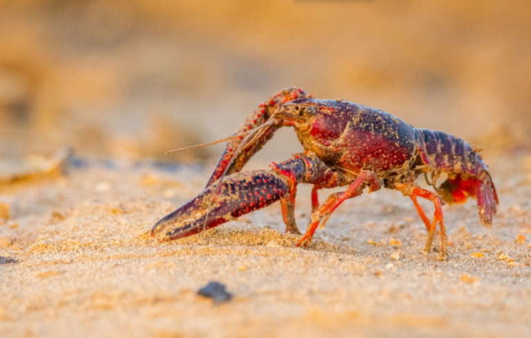 昔 夢中になったザリガニ釣り アメリカザリガニの販売と放流が禁止されているって知ってた Dime アットダイム