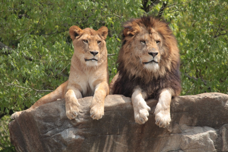 ライオンの夫婦