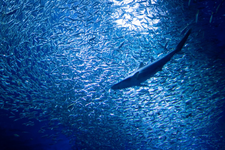 水族館のサメと魚群