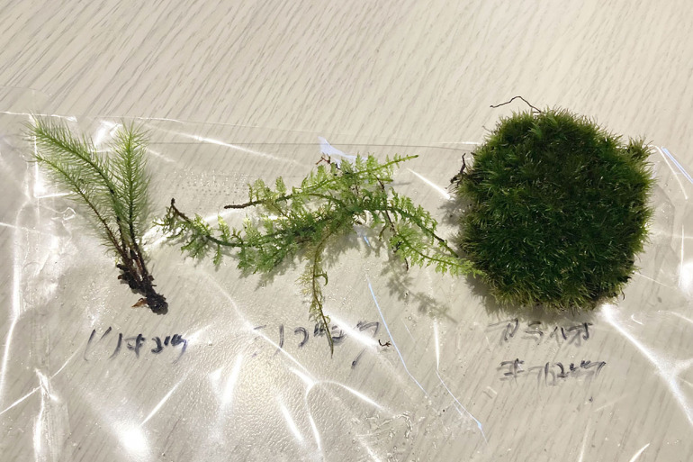 100均アイテムで苔テラリウム制作レポート12