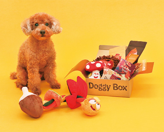 Doggy Box