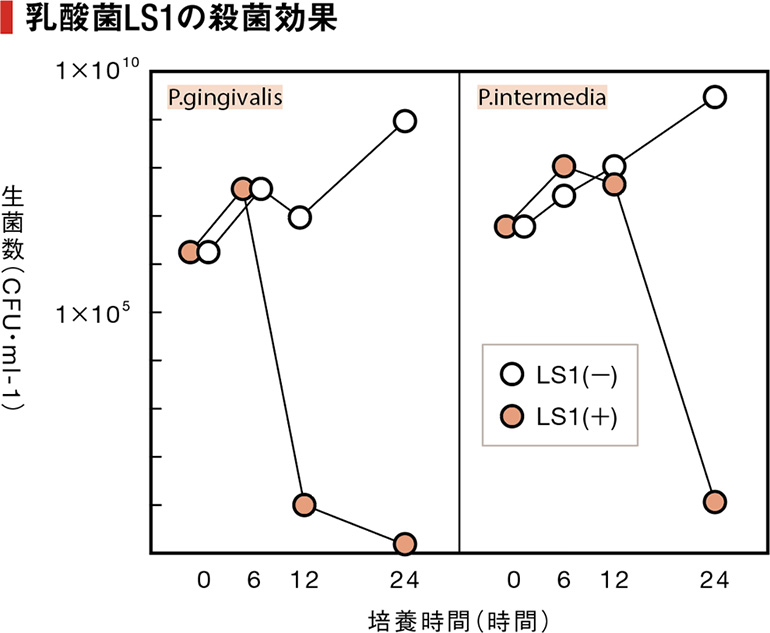 乳酸菌LS1