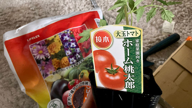 トマト苗の袋栽培12