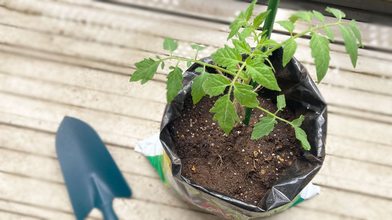 トマト苗の袋栽培5