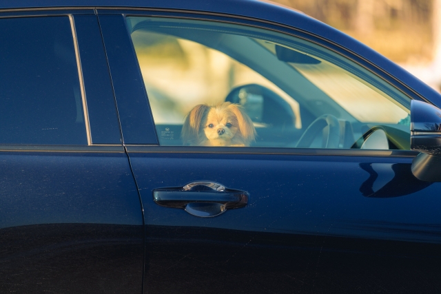愛犬とドライブに出かける時に気をつけていることTOP3、3位安全運転、2位汚れ、1位は？