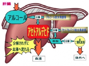 「二日酔い対策」最新事情2015