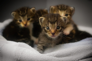 あなたは猫を飼うべき3つの単純な理由