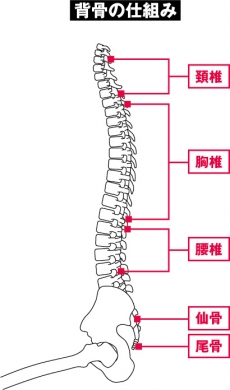 背骨の仕組み