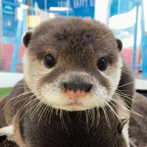 3月に1歳になったカワウソのさんちゃん