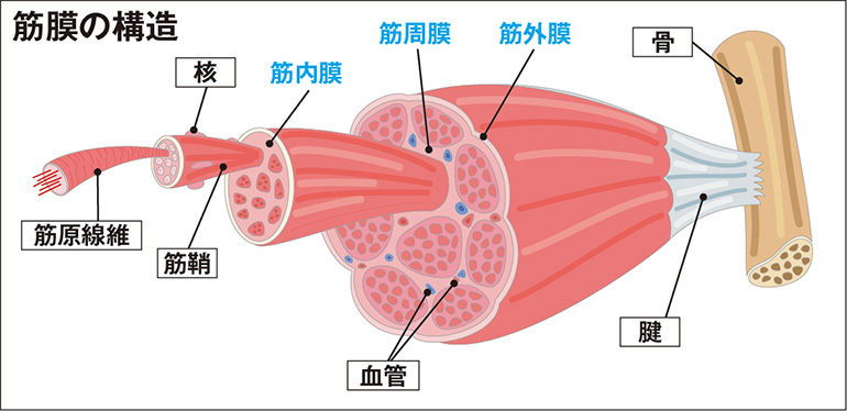 筋膜