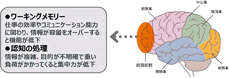 前頭前野