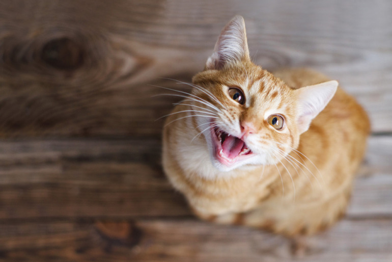 室内で、上を見上げながら鳴く猫