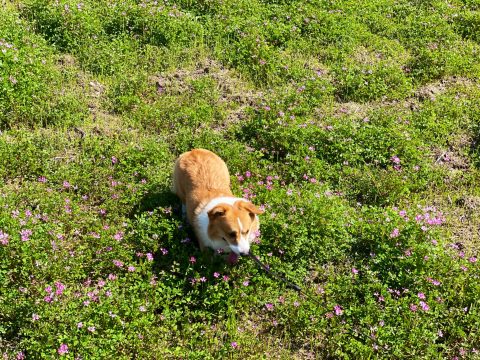 大きなコーギーラッキーくん10