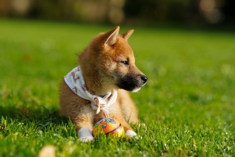 原っぱで休憩する仔犬