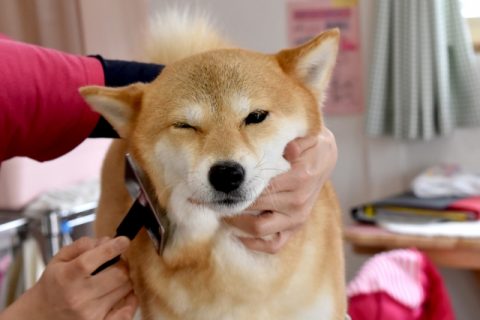 トリミングされている柴犬