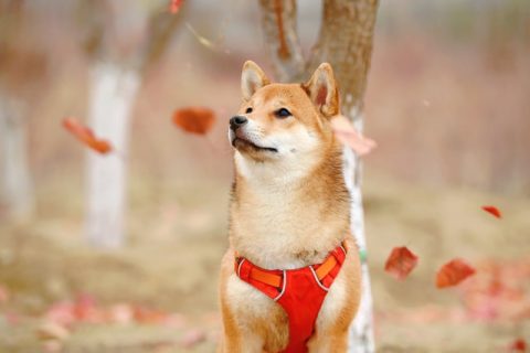 散歩中の柴犬