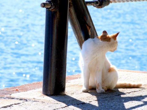 海辺の猫