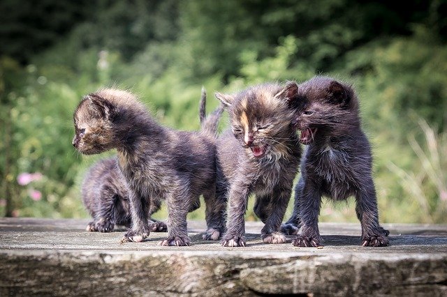 野良の子猫たち